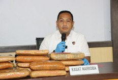 Polres Pringsewu Gagalkan Penyelundupan 24 Kg Ganja dari Sumut, Seorang Kurir Ditangkap