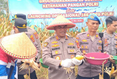 Polres Tanggamus Panen Raya Jagung di Ulu Belu