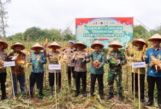 Awal Tahun 2026, Polres Tanggamus dan Pemda Panen Perdana Jagung 