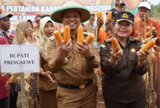 Pemkab Pringsewu Dukung Upaya Pengembangan Jagung Sebagai Komoditas Strategis 