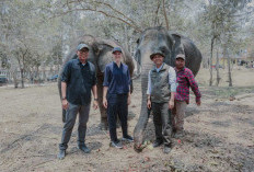Menhut dan Gubernur Lampung Tinjau Mitigasi Konflik Gajah di Way Kambas
