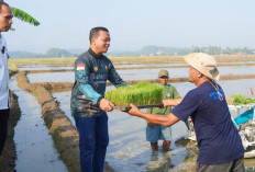 Bupati Pringsewu Tanam Padi Perdana Corporate Farming 