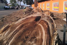 Pohon Tua Lapangan Merdeka Kota Agung Ditebang, Pemkab Siapkan Kawasan Olahraga dan Ruang Publik Baru