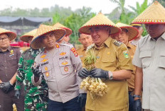 Panen Perdana Bawang Putih Grade A di Ulubelu, Bupati Tanggamus Siapkan Perluasan Lahan