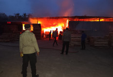 Pabrik Pengolahan Kayu di Pringsewu Terbakar, Kerugian Ditaksir Rp1,2 Miliar
