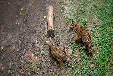 2 Bayi Harimau dari Induk Cacat Korban Jerat Gegerkan Dunia Konservasi