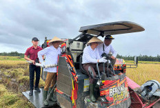 Kolaborasi Kejari dan Pemkab Tanggamus Raih Swasembada Pangan Dibuktikan Dengan Panen Raya