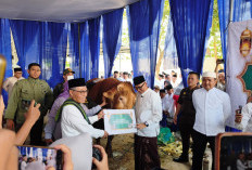 Gubernur Mirza Terima Sapi Kurban Jumbo dari Presiden Prabowo Berbobot 1,1 Ton