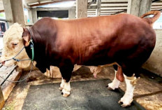 Presiden Salurkan 16 Sapi Kurban Jumbo untuk Lampung, Bobot Terbesar Tembus 1,1 Ton