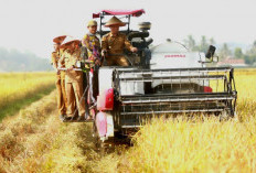 Bupati Pringsewu Panen Raya Corporate Farming, Dorong Aset Pekon Jadi Penggerak Ekonomi