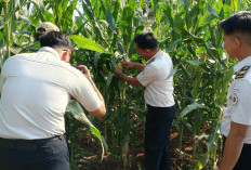 Jelang Panen Raya, Jagung Rutan Sukadana Bertahan di Tengah Kemarau