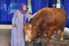 Permintaan Kurban Melonjak, Lampung Kirim Lebih dari 60 Ribu Ekor Sapi ke Berbagai Daerah