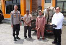 Samijo Terharu, Sapi Miliknya Yang Hilang Kini Kembali