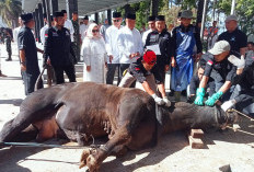 Bupati Tanggamus Saksikan Penyembelihan Kurban di Islamic Center, 7 Sapi dan 28 Kambing Dibagikan untuk Warga