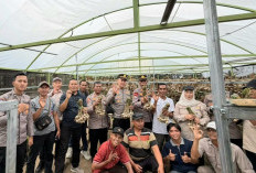 Empat Polres Sumsel Belajar Budidaya Bawang Putih di Tanggamus