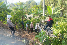 Mobil Terguling di Leter S Talang Jawa, Pengemudi Hanya Luka Lecet