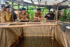 Uji Coba PHC pada Budidaya Lele Berhasil, Gubernur Lampung Dorong Pengembangan Inovasi