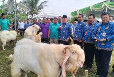 Bazar Hewan Kurban Tanggamus 2026 Dibuka, Bupati Borong 10 Kambing Milik Peternak Lokal