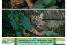 Dua Anak Harimau Sumatera Yang Lahir di Lembah Hijau Diperkenalkan Oleh Gubernur Lampung 