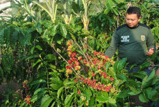 Produksi Kopi Tanggamus Capai 39.239 Ton, Ulubelu Jadi Sentra Terbesar