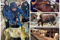 Antusiasme Berkurban Meningkat, Lampung Catat 117 Ribu Hewan Kurban