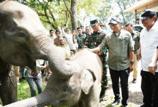 Presiden Prabowo Siapkan Rp 839 Miliar untuk Way Kambas, Gubernur Lampung Sampaikan Apresiasi