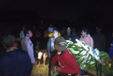 Polisi Amankan Pria Diduga Curi 11 Tandan Pisang di Kota Agung Timur