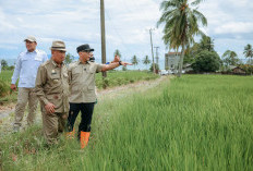 Gubernur Mirza Bertekad Kembalikan Kejayaan Pertanian Tanggamus 