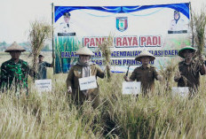 Panen Raya di Wonosari, Pemkab Pringsewu Perkuat Dukungan untuk Petani