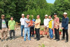 Forum CSR Lampung Tanam 4.000 Mangrove