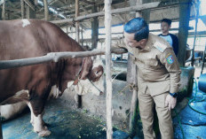 Bupati Pringsewu Terima Sapi Kurban Dari Presiden Prabowo Berbobot 1,1 Ton 