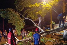 Polisi, Damkar dan Warga Evakuasi Pohon Tumbang di ruas Jalan Perkantoran Pemkab Tanggamus