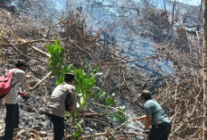 Api Berkobar di Tanggamus! Setengah Hektare Lahan di Pekon Umbar Terbakar