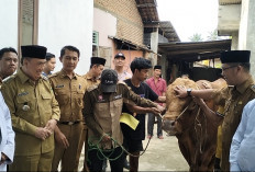 Bupati Tanggamus Serahkan Sapi Kurban Presiden Prabowo Seberat 1 Ton ke Masjid Al-Khasyi’in