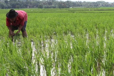 LPAP Minta Investor Ganti Lahan Sawah Produktif