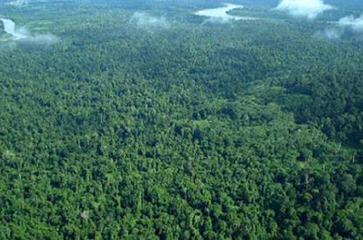 Bappelitbang Godok Program Pelestarian Hutan Lindung