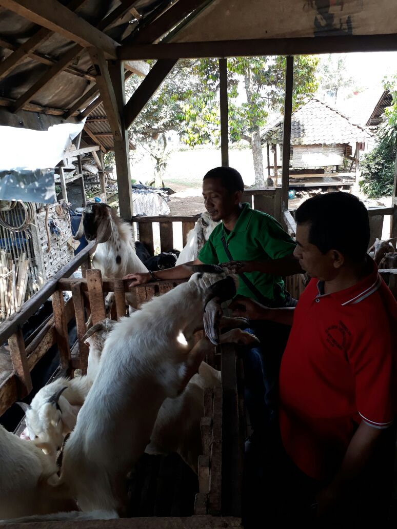 Jelang Idul Adha Dinas Pangan Dan Pertanian Gelar Bazar Ternak