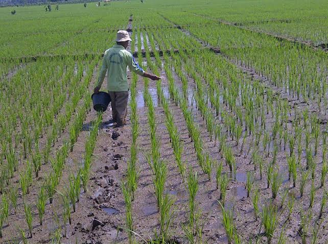 Petani Minta Pemerintah Jamin Ketersediaan Pupuk