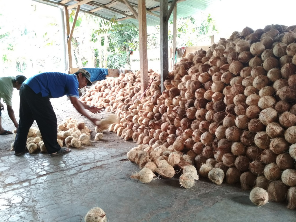 Harga Kelapa Naik, Petani Sumringah