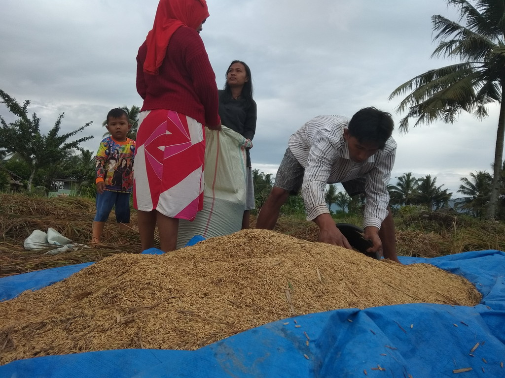 Produktifitas Padi Turun 30 Persen, Petani Mengeluh