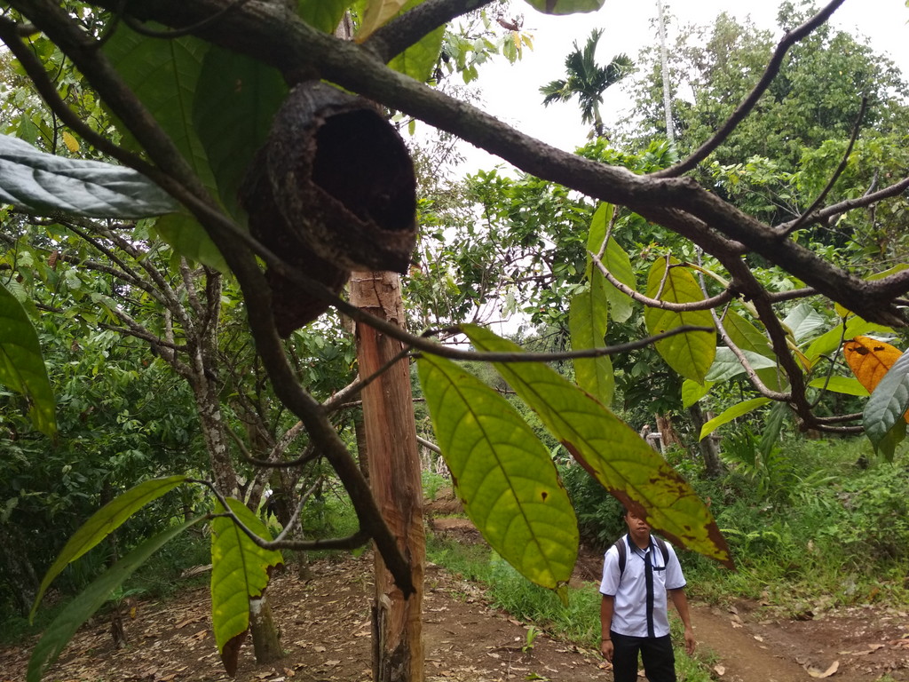 Diserang Wereng Cokelat, Petani Terancam Gagal Panen