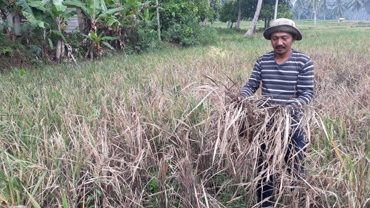 Diserang Hama Wereng, Petani Terancam Gagal Panen