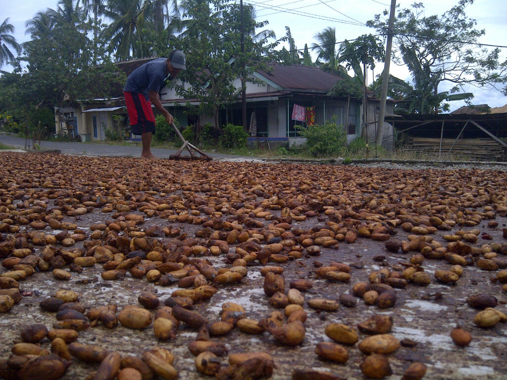 Harga Kakao Berangsur Turun, Petani Mengeluh