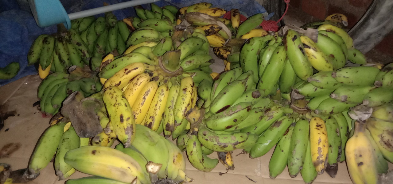 Harga Pisang Anjlok, Petani Galau