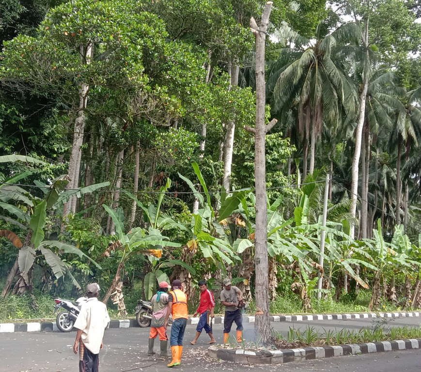 Rawan Tumbang, Pohon Mahoni di Jalur Dua Islamic Ditebang