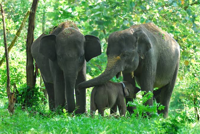 Belasan Gajah Bergeser Ke Blok 3