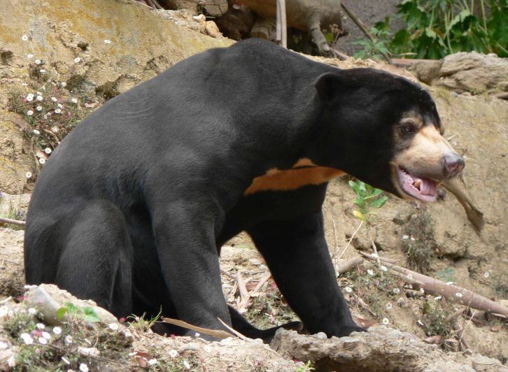 40 Batang Pondoh Kelapa Rusak Dimakan Beruang
