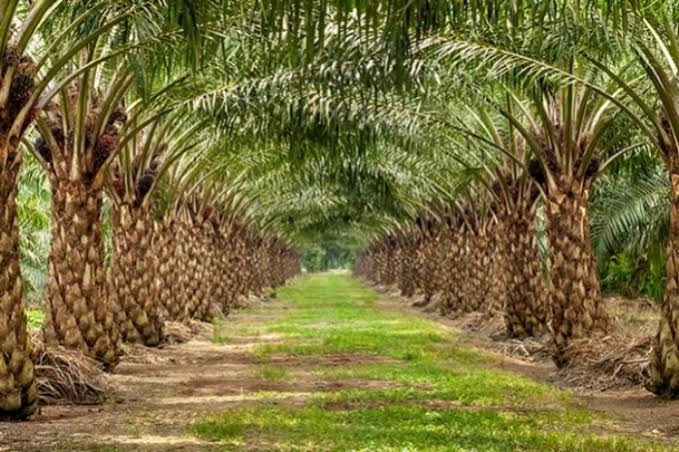 FKPS Minta Pemerintah Pedulikan Nasib Petani Sawit