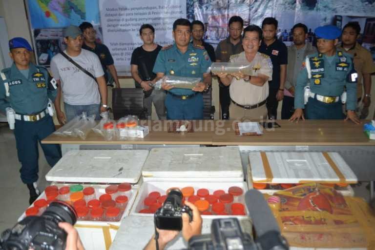 114.000 Baby Lobster Senilai Rp17 Miliar Nyaris Lolos ke Vietnam