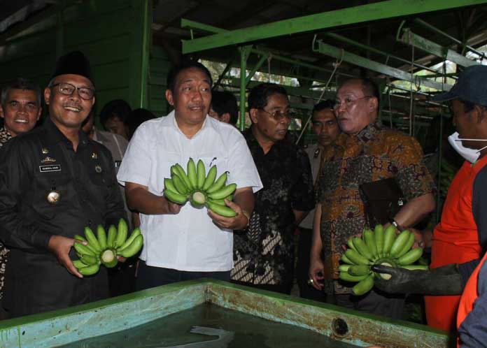 Pisang Mas asal Tanggamus di Ekspor ke Singapura